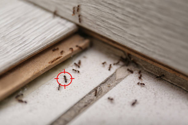 Best Affordable Pest Control Services  in Juneau, WI