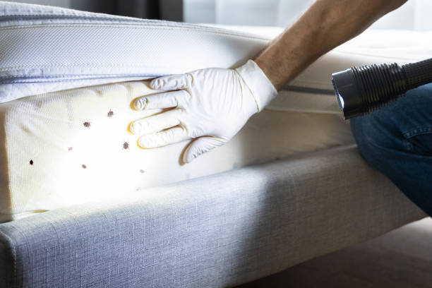Best Flea Control Services  in Juneau, WI