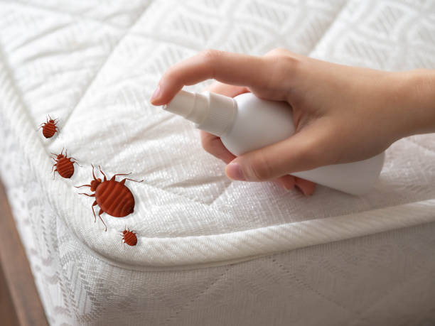 Best Termite Control Services  in Juneau, WI
